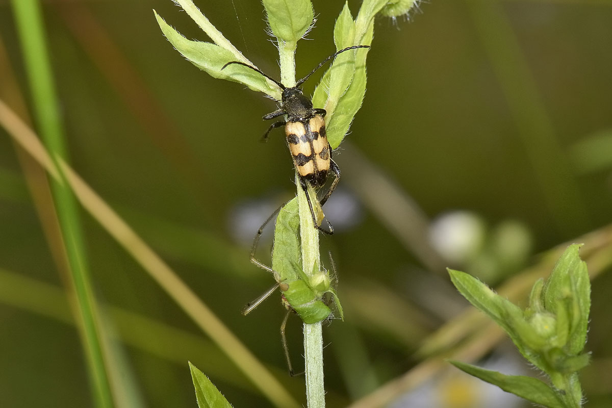 Pachytodes erraticus: 